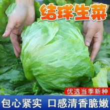 结球生菜甜脆汉堡生菜种子脆嫩爽口生吃生菜种籽盆栽四季农家蔬菜