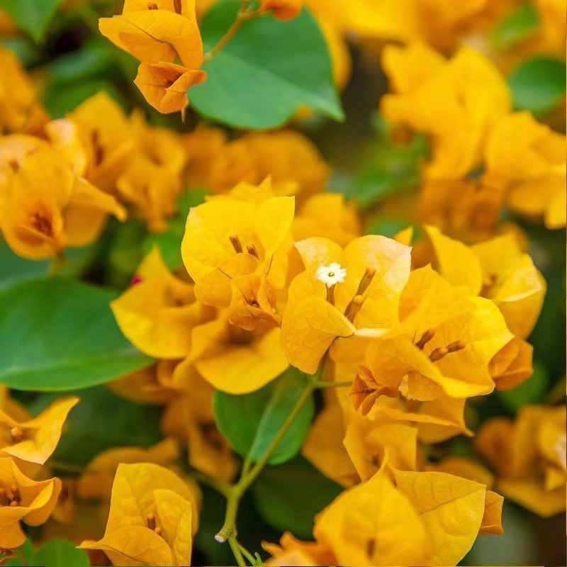 클래식 스타일(캘리포니아 골드)