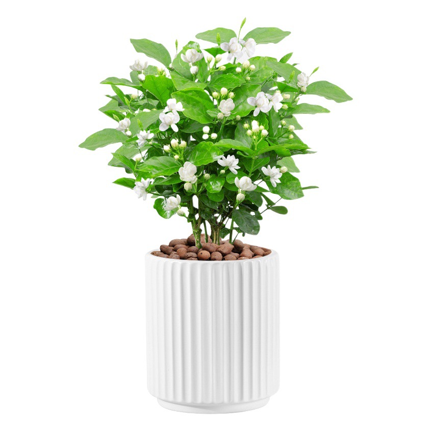 Maceta de nuevo estilo cerámica estilo nórdico simple hogar oficina interior escritorio al por mayor mariposa orquídea maceta especial maceta