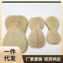 P616菩提叶脉标本真树叶干花diy手工材料禅意橱窗饰品滴胶绘画拼