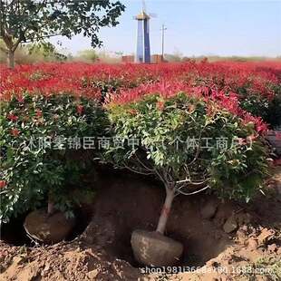 �t�~ʯ骘���ʯ骘�����ͥԺ�@�־G���繤�����ⳣ��ֲ�����ι�ľ