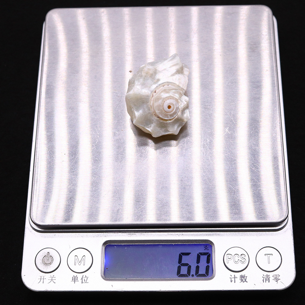 All Seasons Season 1 Piece 25-40mm Shell Shell Faceted Jewelry Accessories Beads