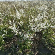 开原珍珠绣线菊批发雪柳东北喷雪花绣线菊树苗耐寒花灌木量大优惠