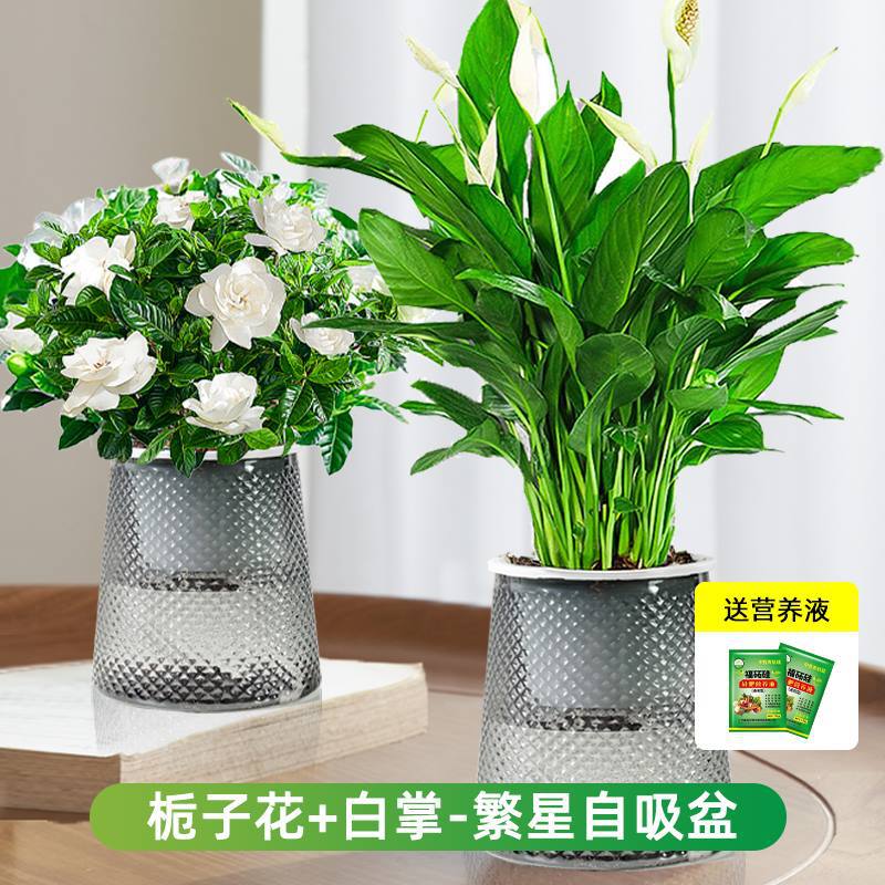 [순수조합] 치자나무 + 화이트팜(별분지) + 영양액