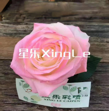 450ml agente de color de aerosol de flores al por mayor pintura en aerosol de secado rápido agente de teñido de rosas de color aerosol de color perlado floristería