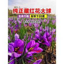 藏红花种球可食用种子苗北方室外耐寒植物耐寒耐冻东北耐寒花卉