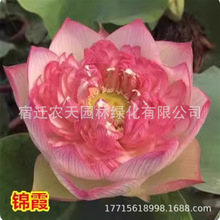 ɻNˮB^pɻNźɏNˮֲ҃ȺB