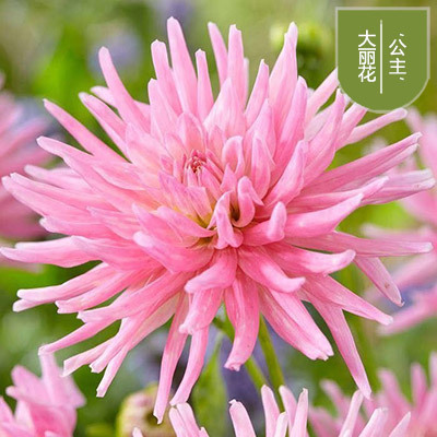 花のダリアの花はボールを植えます。|undefined