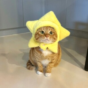 Cat Hat, Winter Warm Pet Hood, Plush Thickeneded Clothes, Accessories, Photo Props, Funny Neck Collar, Cute