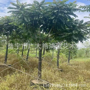 �V�|��鬘�����ֲ���繤�̾G��ͥԺ�е��G���L���������Ƥ�㴻