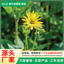 牧草草种籽串叶松香草种子多年生猪牛羊鹅畜禽牧草籽香槟菊花草种