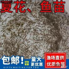 水花鱼苗批发鲫鱼鱼桂鱼大头花鲢白鲢青鱼鲤鱼武昌鱼翘嘴鱼