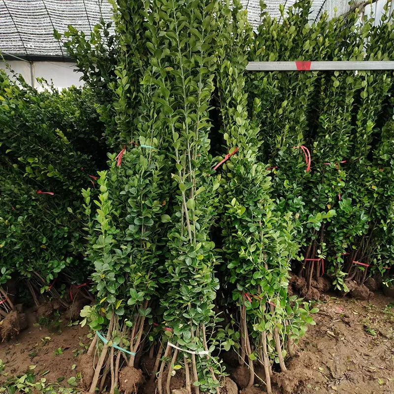 Саженцы крупнолистной хоккайдской омелы, саженцы самшита, саженцы вечнозеленой ограды во дворе, настенные заборы, морозостойкие растения.