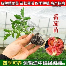�m������t���緬�����}Ů�����������߲�������������������̫��