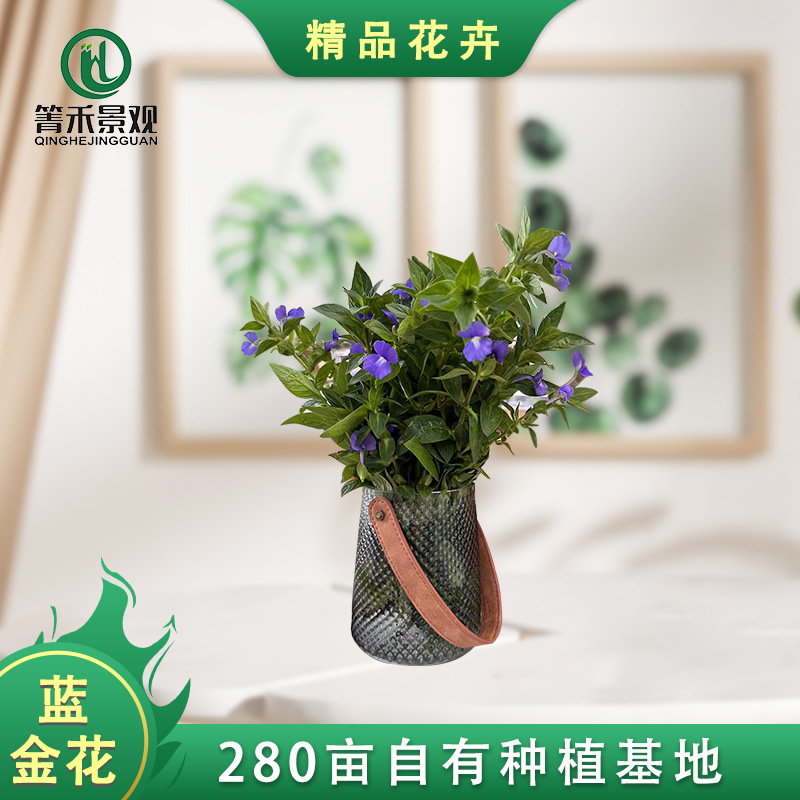 蓝金花带花苞庭院阳台四季开花好养喜水喜阳喜光半攀援植物花卉