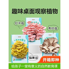 蘑菇种植包黑平菇菌菇包儿童家庭自种趣味小盆栽香菇菌种包菌类