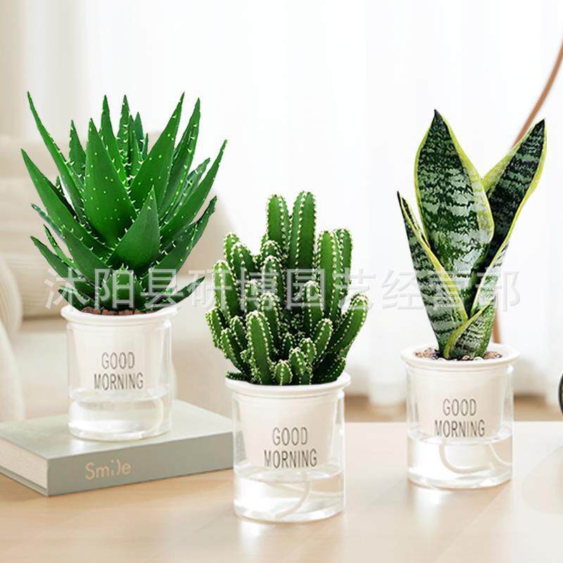 Curacao Aloe Vera sala de macetas belleza irrigación piel verde escritorio de oficina carne ciudad que nunca duerme Aloe Vera flores cactus