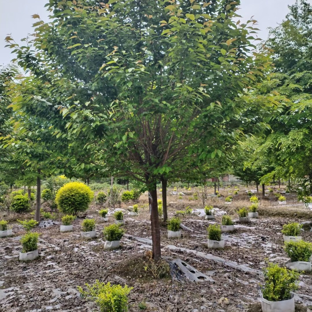 贵州低分枝樱花基地低分枝樱花苗圃低分枝樱花批发低分枝樱花苗商