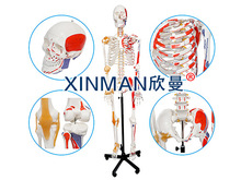 人体骨骼附关节韧带和肌肉起止点着色模型170CM