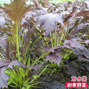 �ͺ���ˮ���˷N����ѩ��ޮ�N�Ͻ�I�B��ˮ�����ﶬ����ɫ�߲˷N��