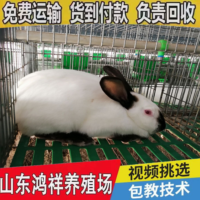 大型伊拉兔养殖基地低价促销八点黑肉兔抗耐热寒肉兔养殖效益如何