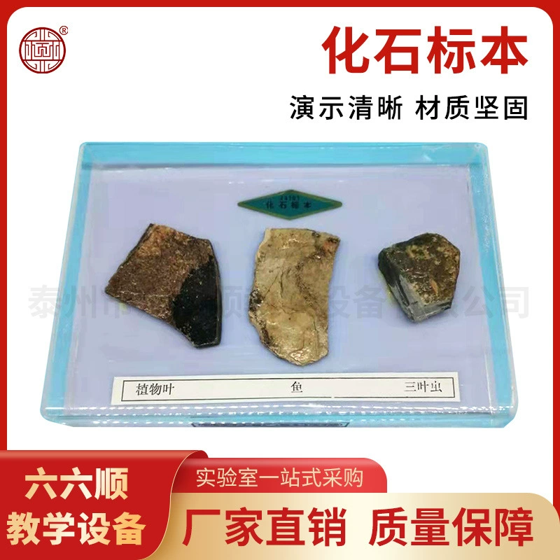 Образцы окаменелостей, модели обучения биологии средней школы, учебные инструменты, скидки на большие объемы