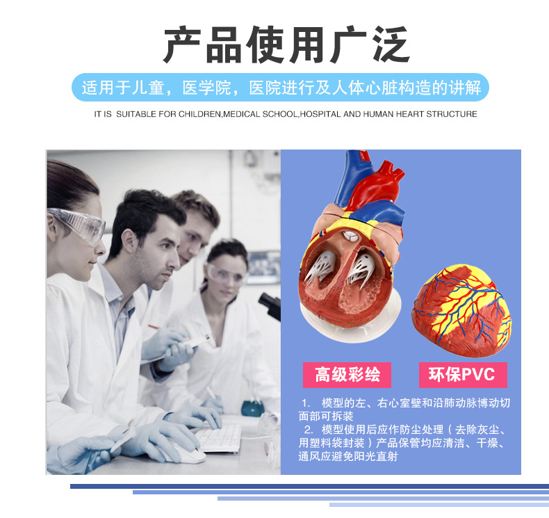 心脏解剖模型_05.jpg
