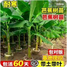 芭蕉树苗北方庭院室内外耐寒大型香蕉果树四季好养活观赏植物盆栽