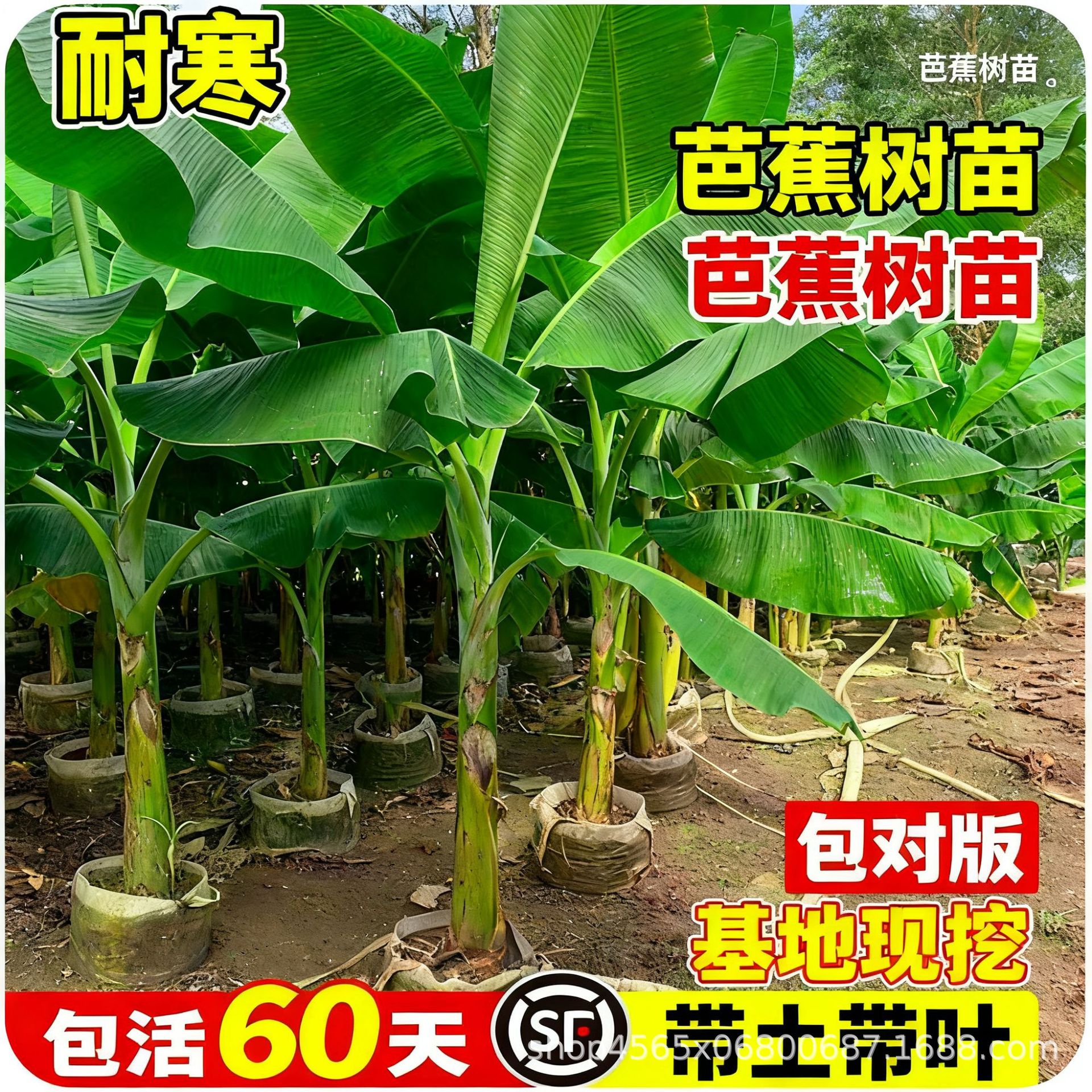 芭蕉树苗北方庭院室内外耐寒大型香蕉果树四季好养活观赏植物盆栽