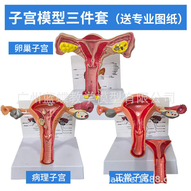 Ů����ֳģ��ģ��Ů����ֳģ��ģ��˽���ӹ�ģ�ͽ̾߸����ѳ�����