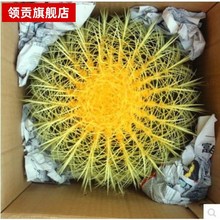 ������ ��̖ ���������� ��� �����������k��������ֲ��