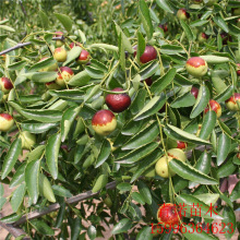 盆栽地栽果树苗 嫁接枣树苗 枣苗 当年结果 挂果 适合南北方种植