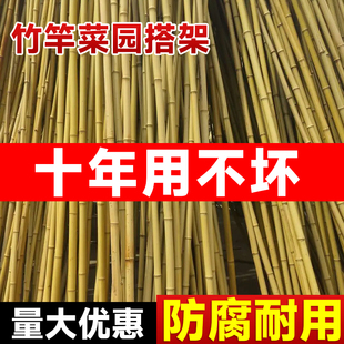 ✅ Bamboo Poles for Vegetable Garden Trellis, Climbing Vegetables, Cucumber and Bean Support, Grape Trellis, Bamboo Fence, Anti-Corrosion Thin Bamboo