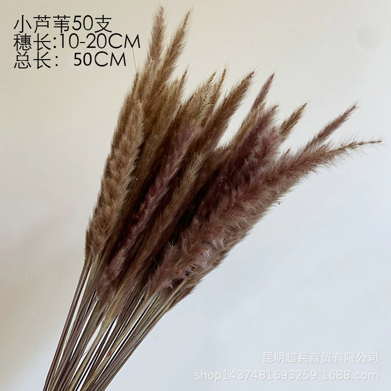 [50cm короткая коллекция Xiaofuchen] Маленький репа Xiaofuchen Panpas трава amazon внешняя торговля
