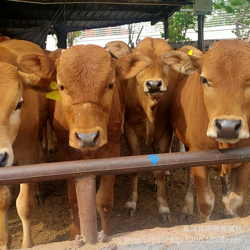 改良肉牛犊 鲁西黄牛活体牛犊 山东养牛场活牛出售
