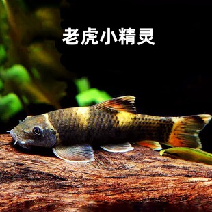 �����~�ϻ�С���`���B�ͻ����̦�G�����Ԛ��������~�^�p�~С��