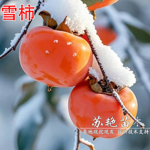 ѩ���Ә��翹����������ϱ����Nֲ��޽ӟo�˲���ͥԺ���Ә���