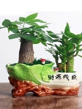 发财树盆栽绿植花卉富贵竹荷花竹植物盆栽办公室内桌面植物小盆景