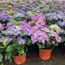 ��������� ��ɫ�S���@�־G���^�p���� ͥԺ���^�쾰���ܹ�����