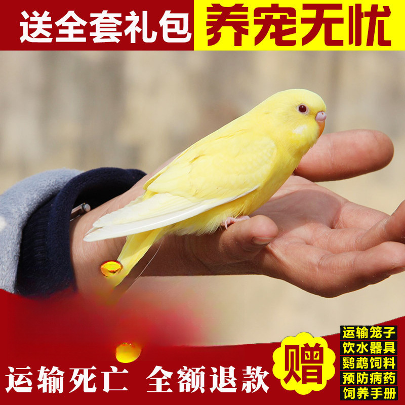 부유한 노란색과 빨간색 눈(Bao Xue의 말)이 시작하는 방법을 가르쳐 줄 수 있습니다.