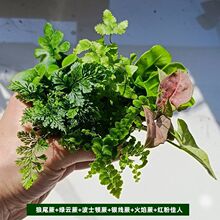 苔藓微景观网纹迷你盆栽创意植物水陆缸造景蕨类生态缸绿植