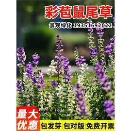 彩苞鼠尾草种子四季阳台彩绘粉萼洋苏草籽可食用香草室外阳台盆栽