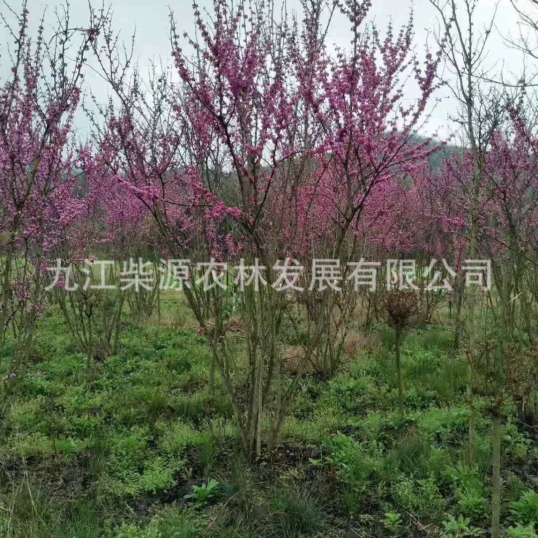 Оптовая продажа саженцев Баухинии, кластерная Баухиния, Баухиния 5cm Баухиния 10cm семена Баухинии с несколькими стеблями