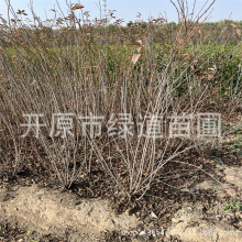 ���l �t������ �׻�������缰Ǥ��С��|����֧�����r�л�