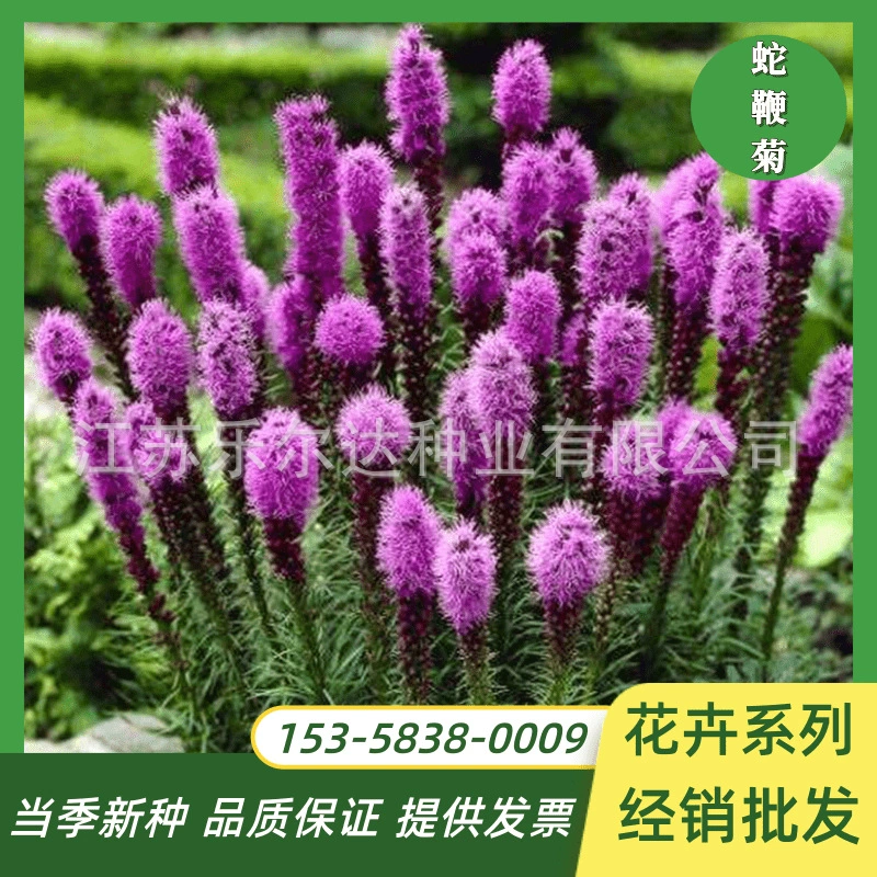 Посев семян весной и осенью, цветение семян, многолетний ландшафт, озеленение, семена цветов, срезанные цветы, цветы, трава, виды цветов