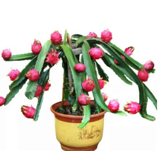 �t�Ļ���������������̨ͥԺ����ˮ��������ϱ����Nֲ�ļ��޽�