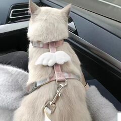 ペット牽引紐猫犬牽引紐犬チェーン工字背金胸帯ペット用品犬紐卸売り