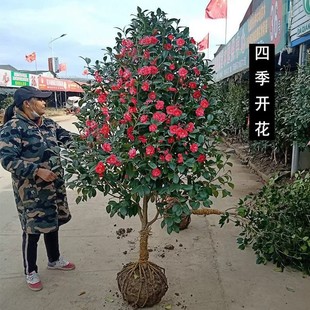 �e�����Fɽ�軨�ļ��_�������͘���ͥԺ�������l؛�軨������ֲ��