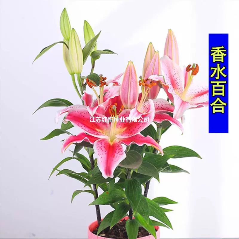 Духи Цветок лилии Шар семена Азиатские восточные комнатные цветущие растения цветы ароматные