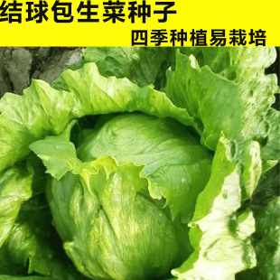 ���˷N���ļ����N�߲˷N�����l�Y�������Ѱ������˷N���̨����